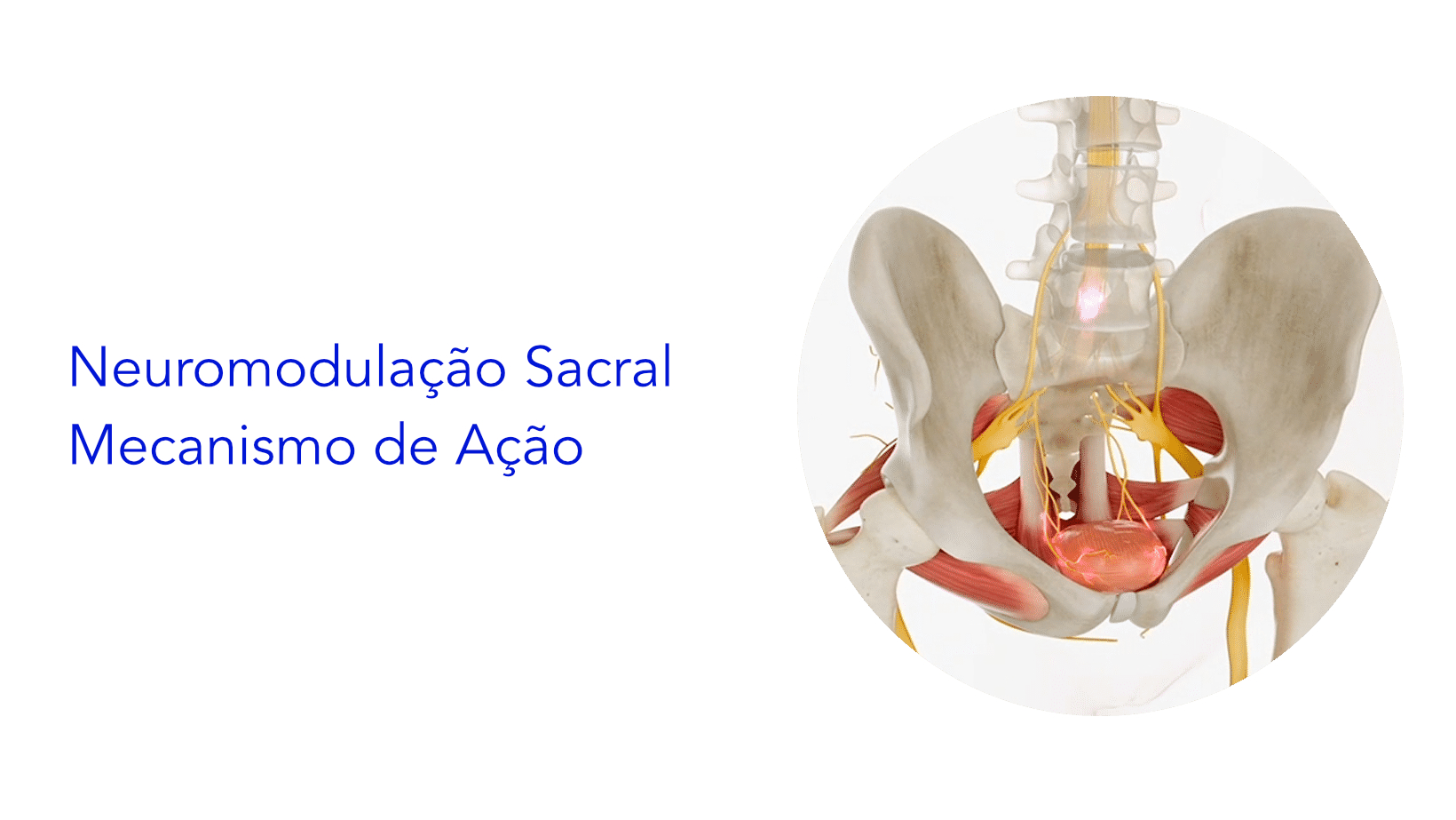 Neuromodulação Sacral – Mecanismo de Ação